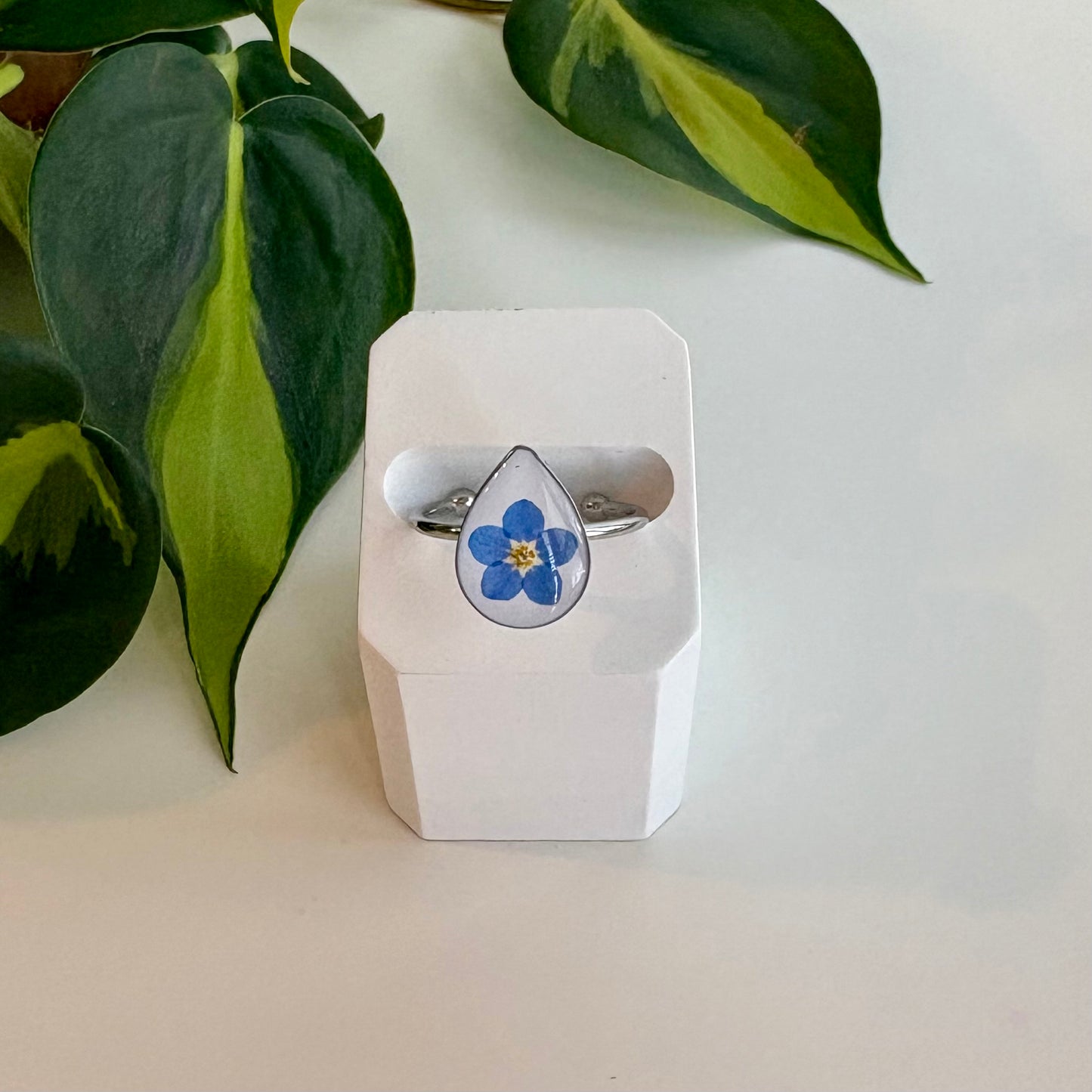 Steph Ring