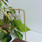 Butterfly Hoops